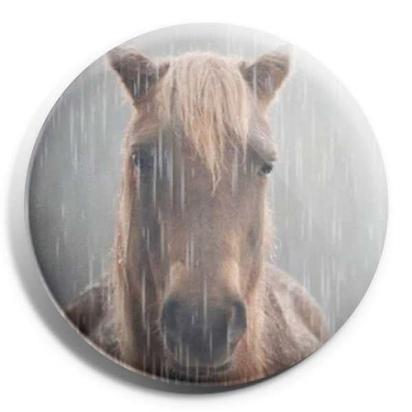 11029-3d-ROUND The horse got caught in the rain